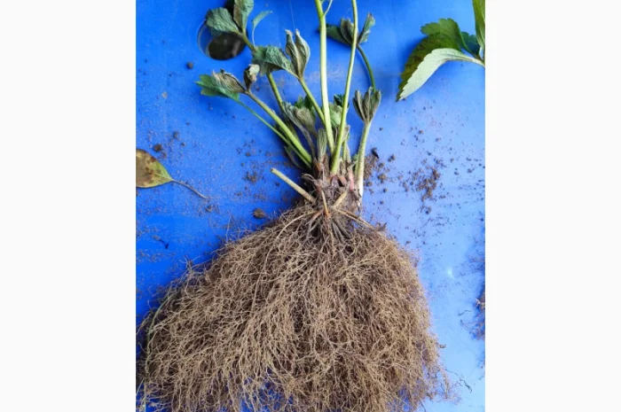 Элитные сорта саженцев клубники из Нидерландов- фото № 2