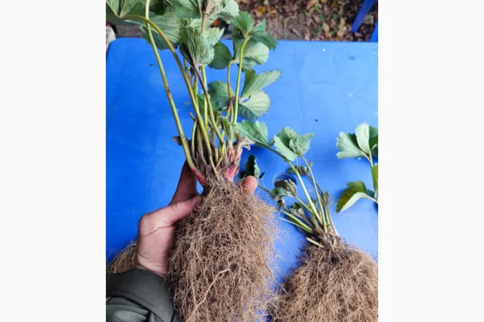 Элитные сорта саженцев клубники из Нидерландов- фото № 3