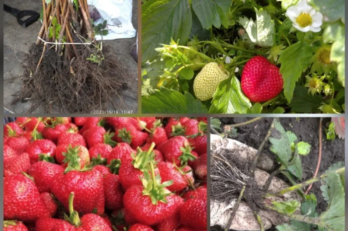 Продам саджанці полуниці Сирія І Хонея- фото № 1