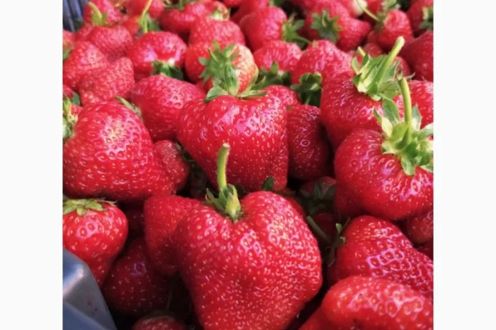 Продам саджанці полуниці Сирія- фото № 1