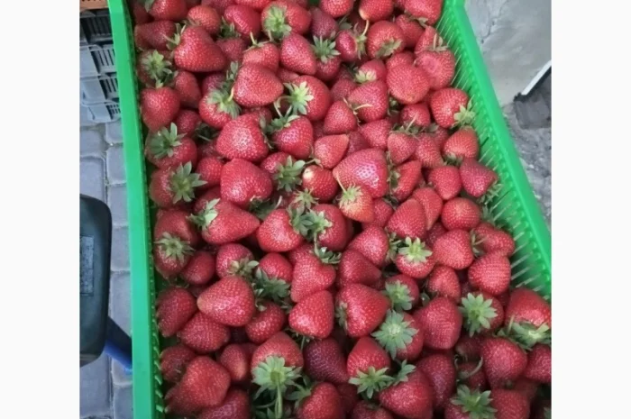 Полуниця Румба. Продам молоді саджанці- фото № 1