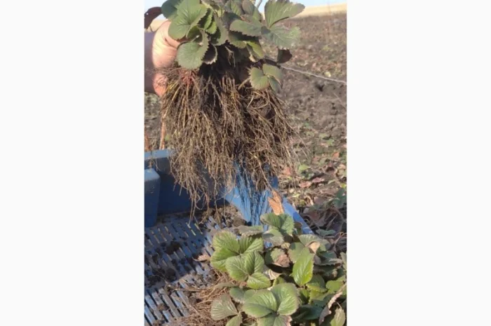 Полуниця Румба. Продам молоді саджанці- фото № 2