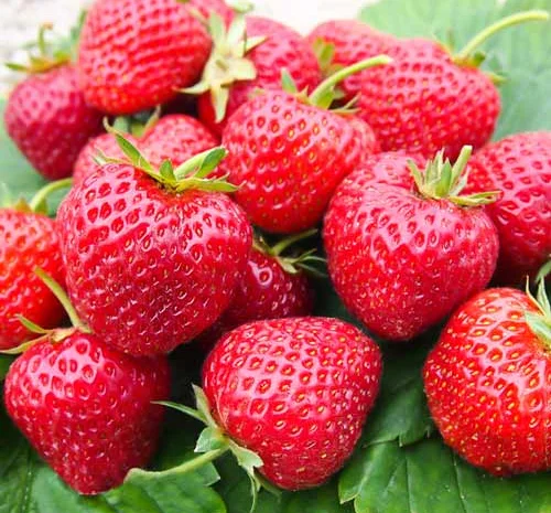 Полуниця Зенга Зенгана(Senga Sengana Strawberry) саджанці полуниці Фріго- фото № 1