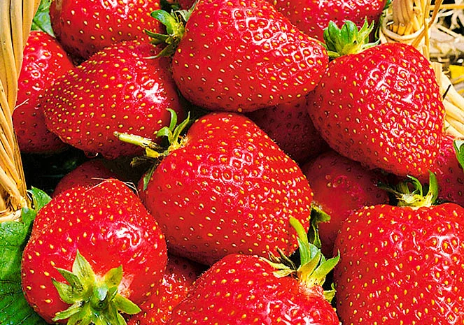 Полуниця Роксана (Roxana Strawberry) саджанці полуниці Фріго- фото № 1