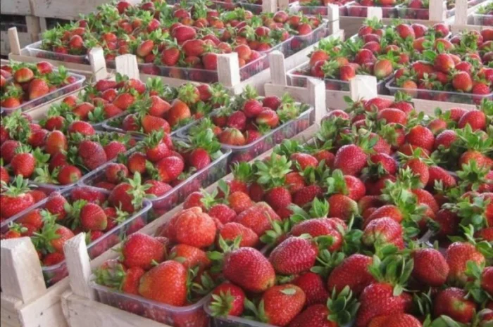 Полуниця Полка (Polka Strawberry) саджанці полуниці Фріго- фото № 1