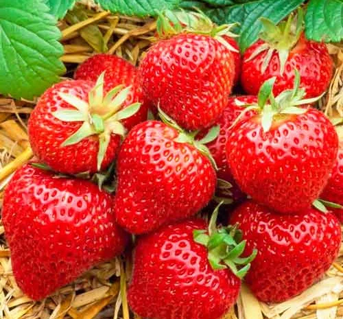 Полуниця Хоней (Honeoye Strawberry) саджанці полуниці Фріго- фото № 1