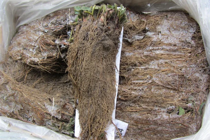 Саджанці полуниці фріго- фото № 5