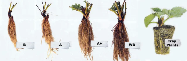 Саджанці полуниці фріго- фото № 6