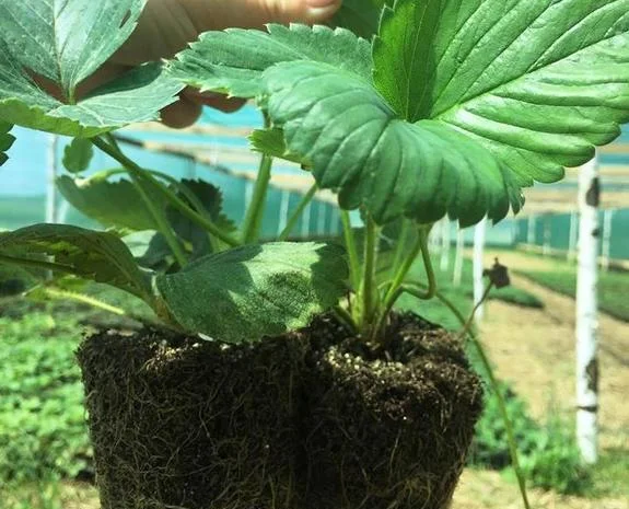 Саженцы клубники сорт Зенга-Зенгана (в кассетах)- фото № 1