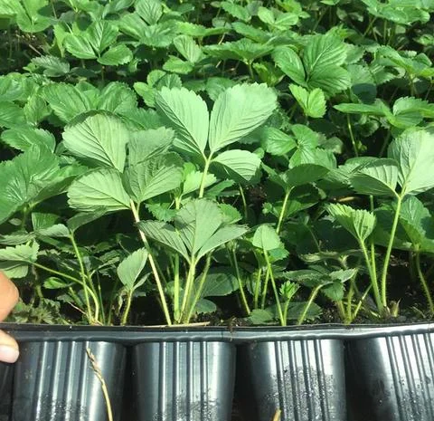 Саженцы клубники сорт Зенга-Зенгана (в кассетах)- фото № 2