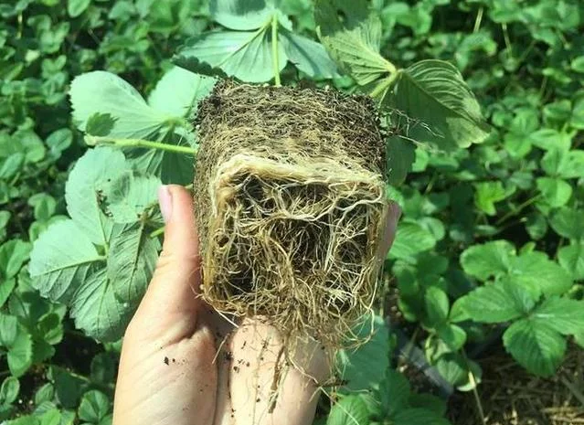 Саженцы клубники сорт Зенга-Зенгана (в кассетах)- фото № 3