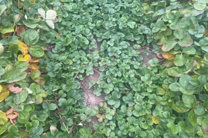 Продам саджанці полуниці( копанка) таких сортів як Альба та Азія- фото № 1