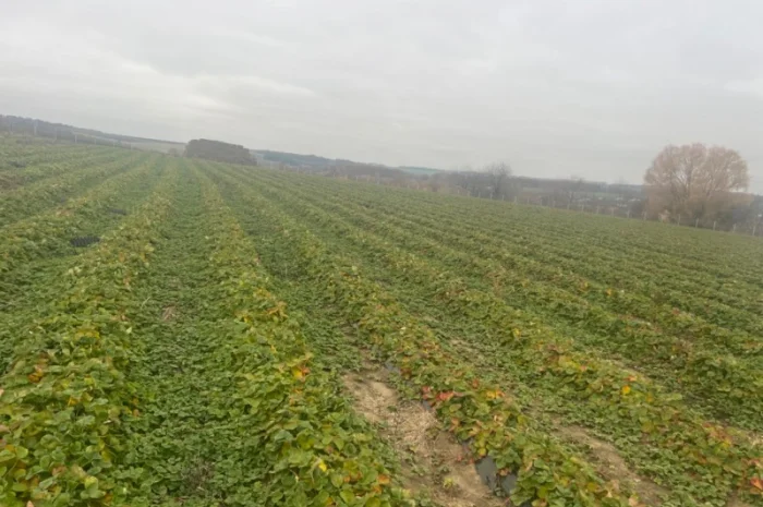 Продам саджанці полуниці( копанка) таких сортів як Альба та Азія- фото № 2