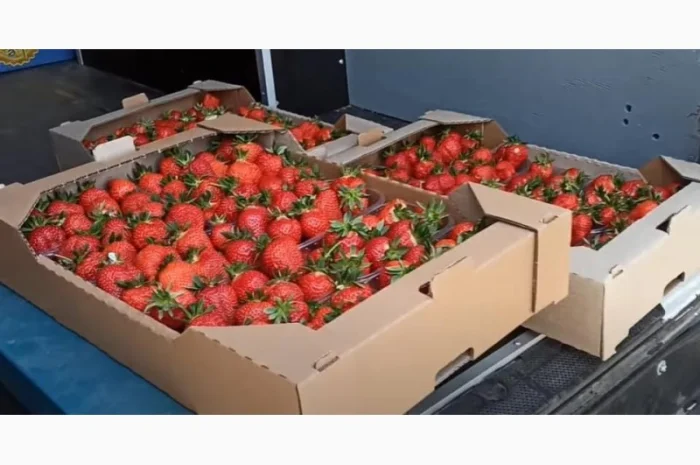 Саджанці полуниці- фото № 1