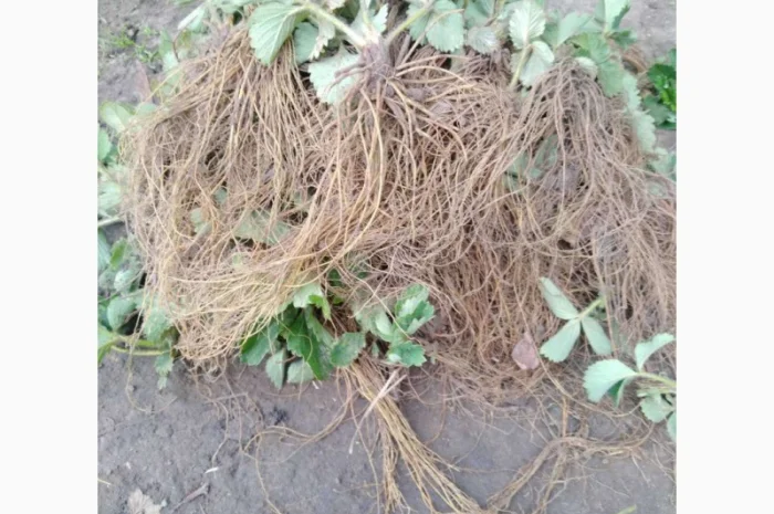 Саженцы клубники: хоней, сірія, альба, соната, азія- фото № 2