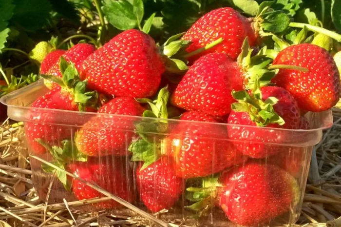 Саджанці полуниці- фото № 2