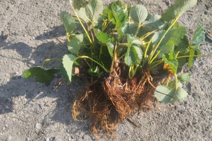 Продаємо саджанці полуниці Мармелада- фото № 1