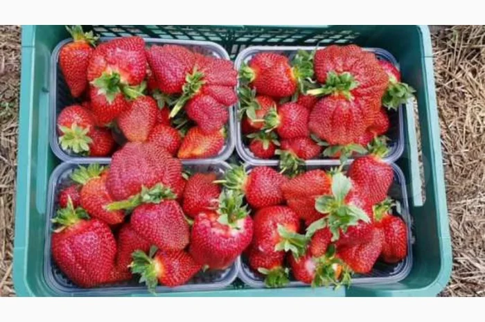 Саджанці полуниці. 55 сортів.Найкраща коллекція.Доставка по Україні- фото № 1