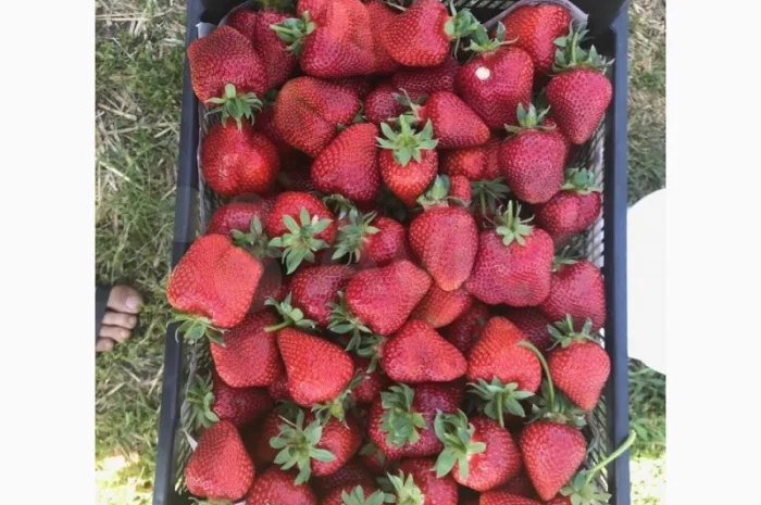 Саджанці полуниці. 55 сортів.Найкраща коллекція.Доставка по Україні- фото № 3