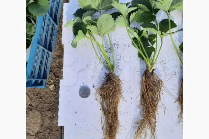 Саджанці полуниці. 55 сортів.Найкраща коллекція.Доставка по Україні- фото № 4