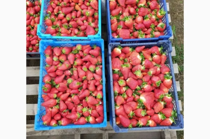 Саджанці полуниці. 55 сортів.Найкраща коллекція.Доставка по Україні- фото № 5