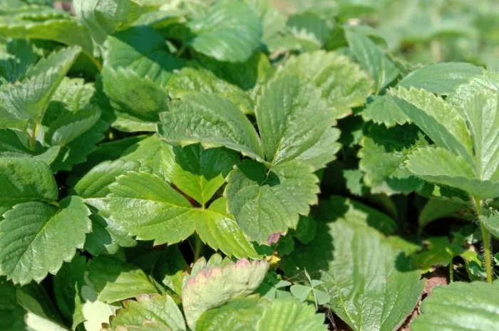 Саджанці полуниці оптом та вроздріб- фото № 2