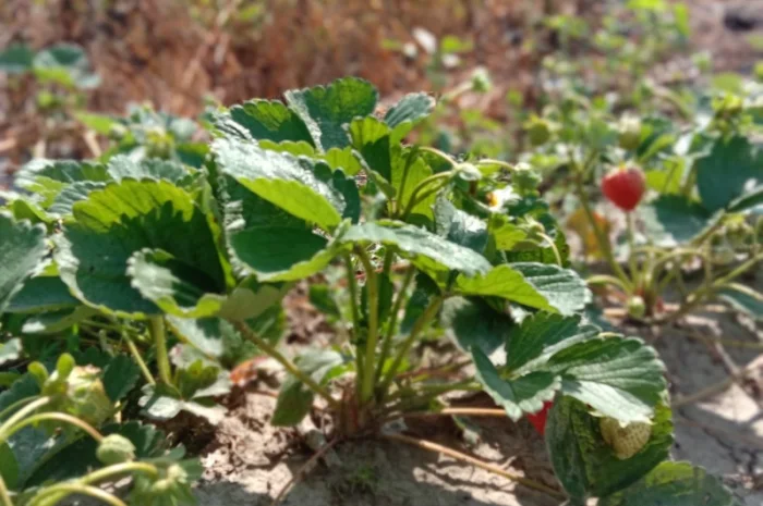 Саджанці полуниці оптом та вроздріб- фото № 3