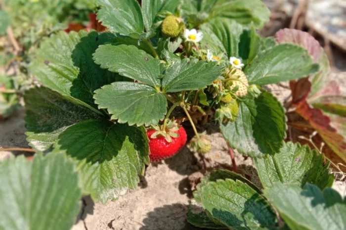 Саджанці полуниці оптом та вроздріб- фото № 4