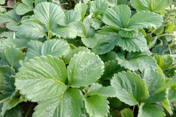 Саджанці полуниці оптом та вроздріб- фото № 5