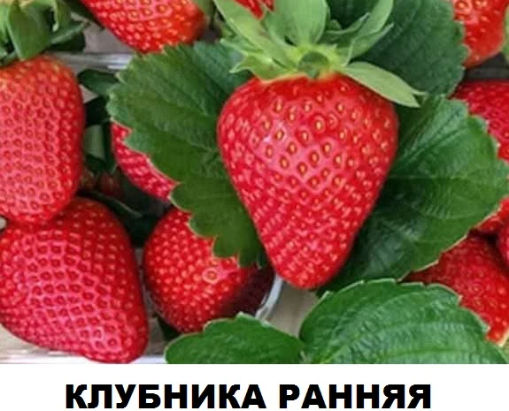 Продам саджанці полуниці садової сорт "Квікі"- фото № 1