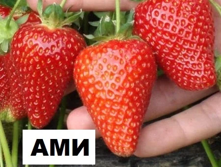 Продам саджанці полуниці садової сорт "Амі"- фото № 1