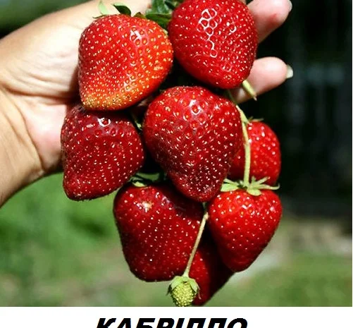 Продам саджанці ремонтантної полуниці "Кабрілло"- фото № 1