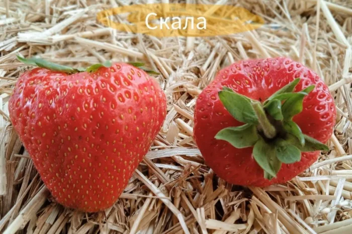 Продаж саджанців полуниці- фото № 1