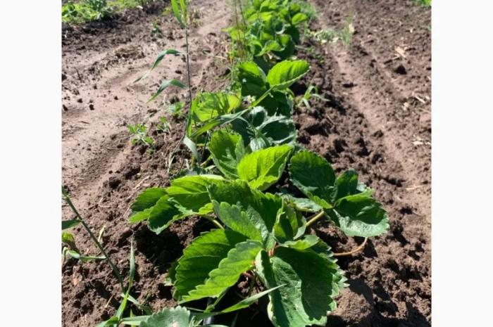 Продаж саджанців полуниці- фото № 10