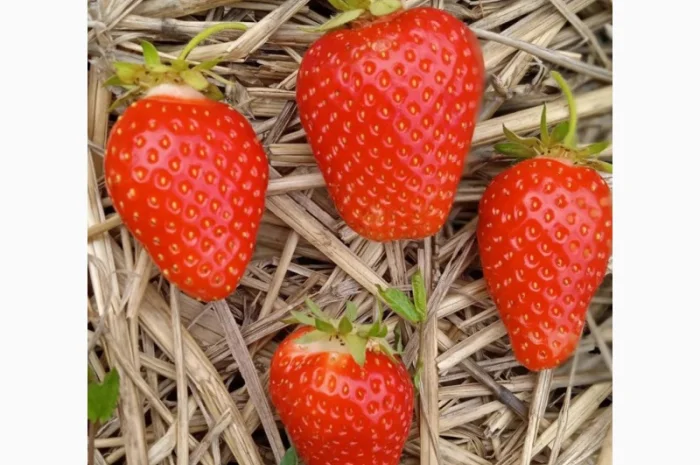 Продаж саджанців полуниці- фото № 2