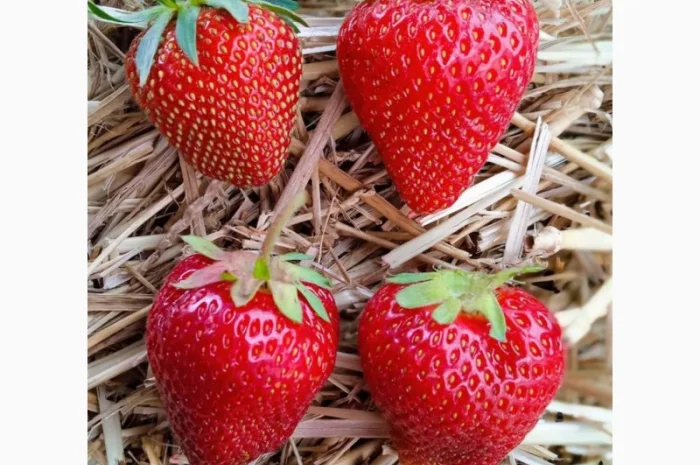 Продаж саджанців полуниці- фото № 3