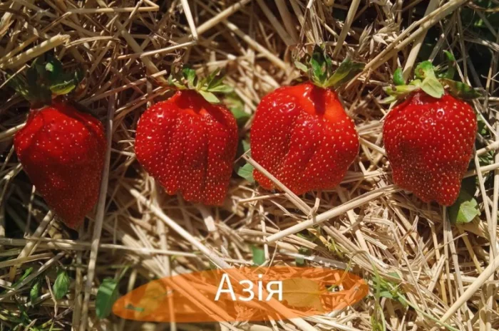 Продаж саджанців полуниці- фото № 4