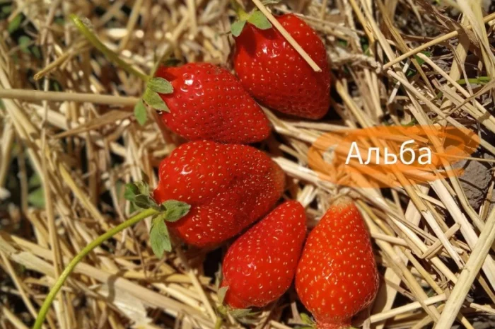 Продаж саджанців полуниці- фото № 5