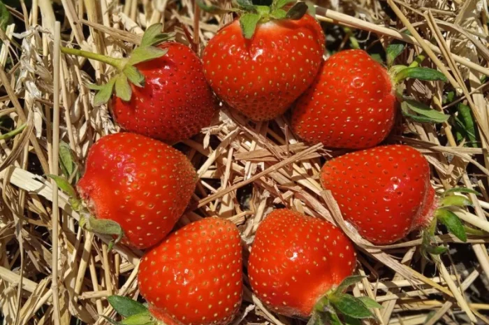 Продаж саджанців полуниці- фото № 7