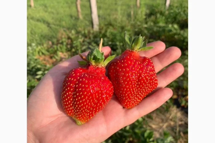 Продаж саджанців полуниці- фото № 8