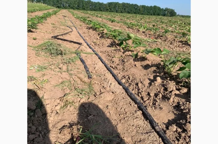 Продаж саджанців полуниці- фото № 9