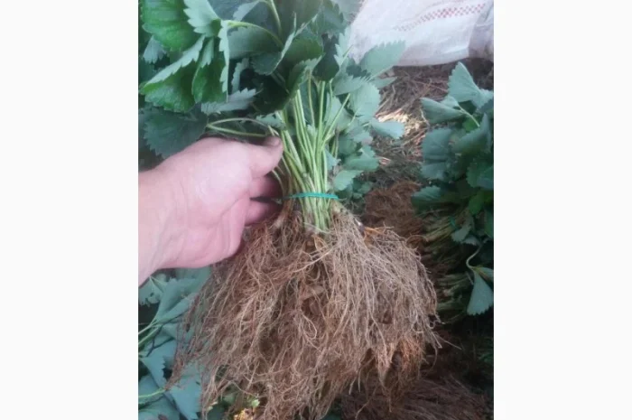 Рассада клубники, открытый корень 50шт- фото № 1