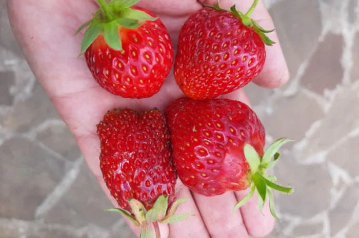 Рассада клубники, открытый корень 50шт- фото № 2