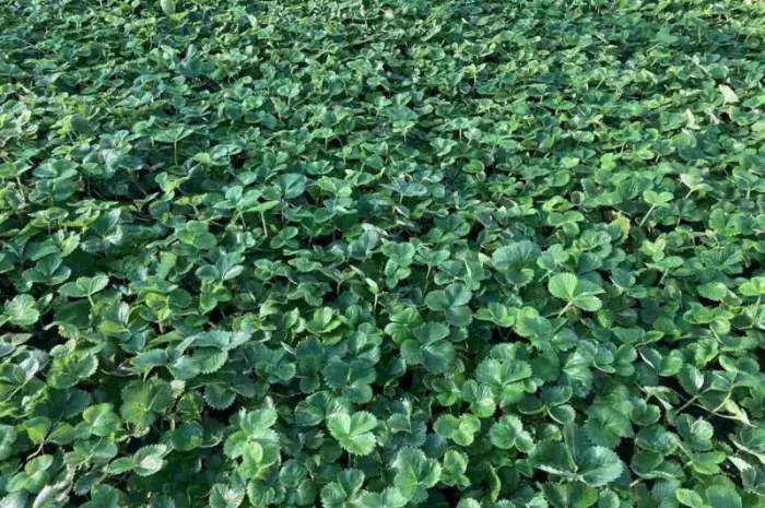 Рассада клубники, открытый корень 50шт- фото № 3