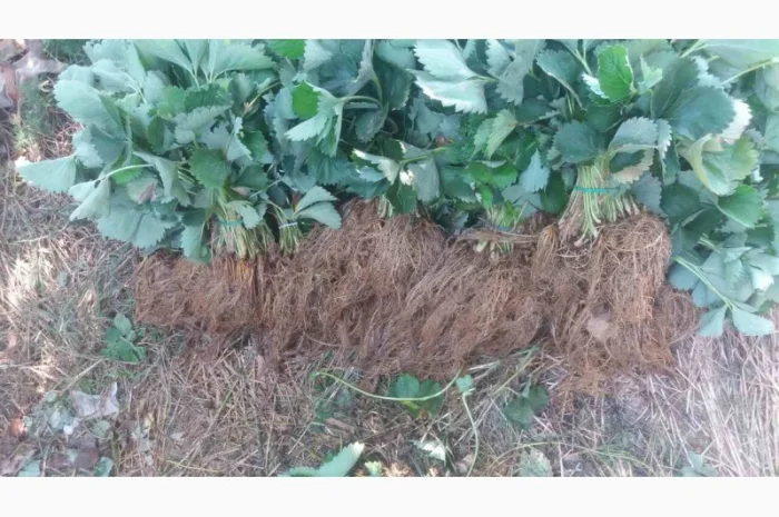 Рассада клубники- фото № 2