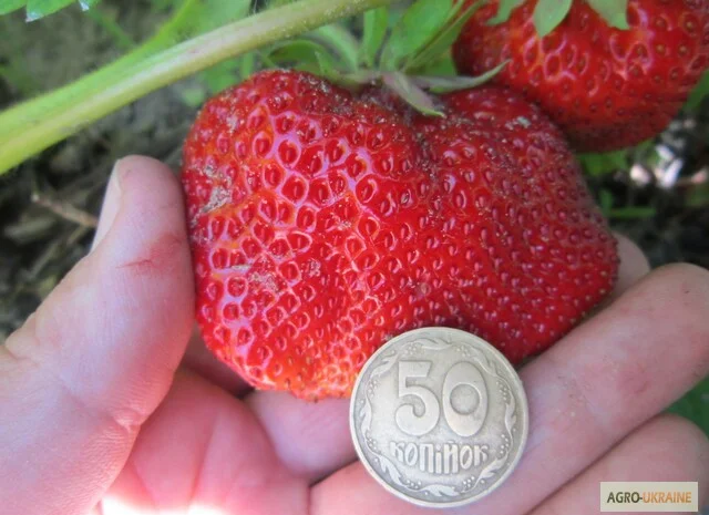 Продам саженцы клубники-гигантеллы- фото № 1