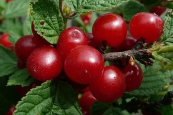 Продам саженцы клубники-гигантеллы- фото № 3