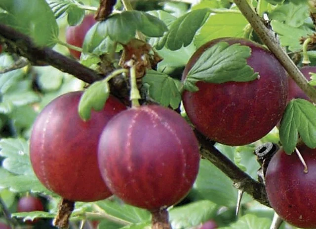 Продам саженцы клубники-гигантеллы- фото № 4