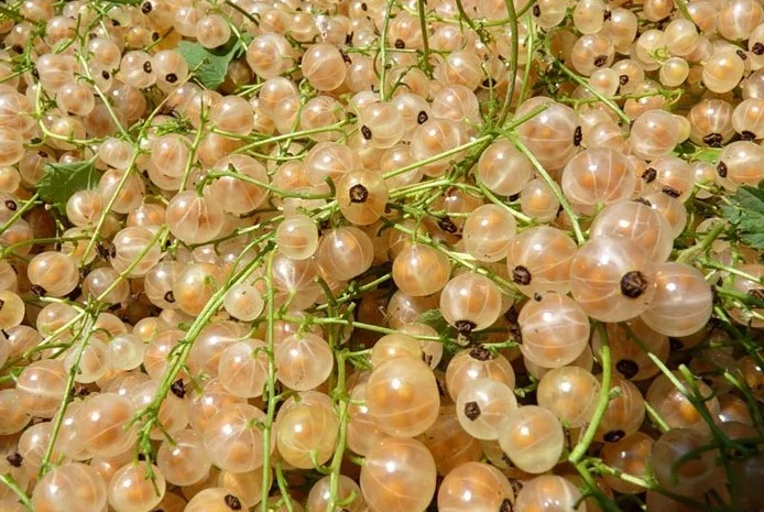 Продам саженцы клубники-гигантеллы- фото № 15