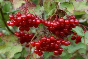 Продам саженцы клубники-гигантеллы- фото № 2